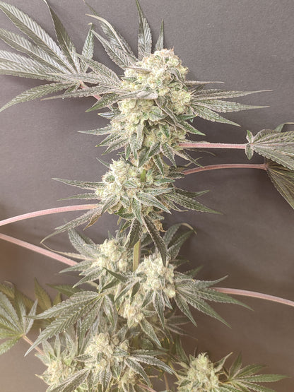 🌿 Spice of Life Seeds – Adventure Mix: Shishkaberry Edition (4 feminisierte Samen)