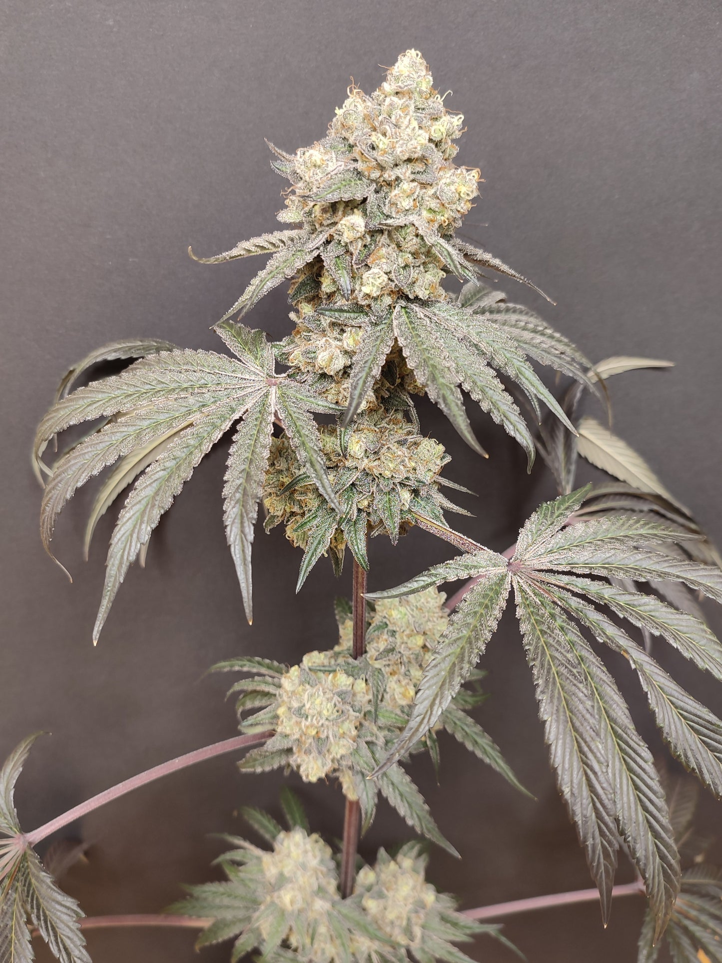 🌿 Seeds of Anarchy – Bullshit (semillas feminizadas de flores)