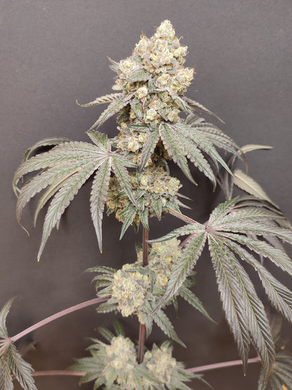 🌿 Seeds of Anarchy – Bullshit (semillas feminizadas de flores)