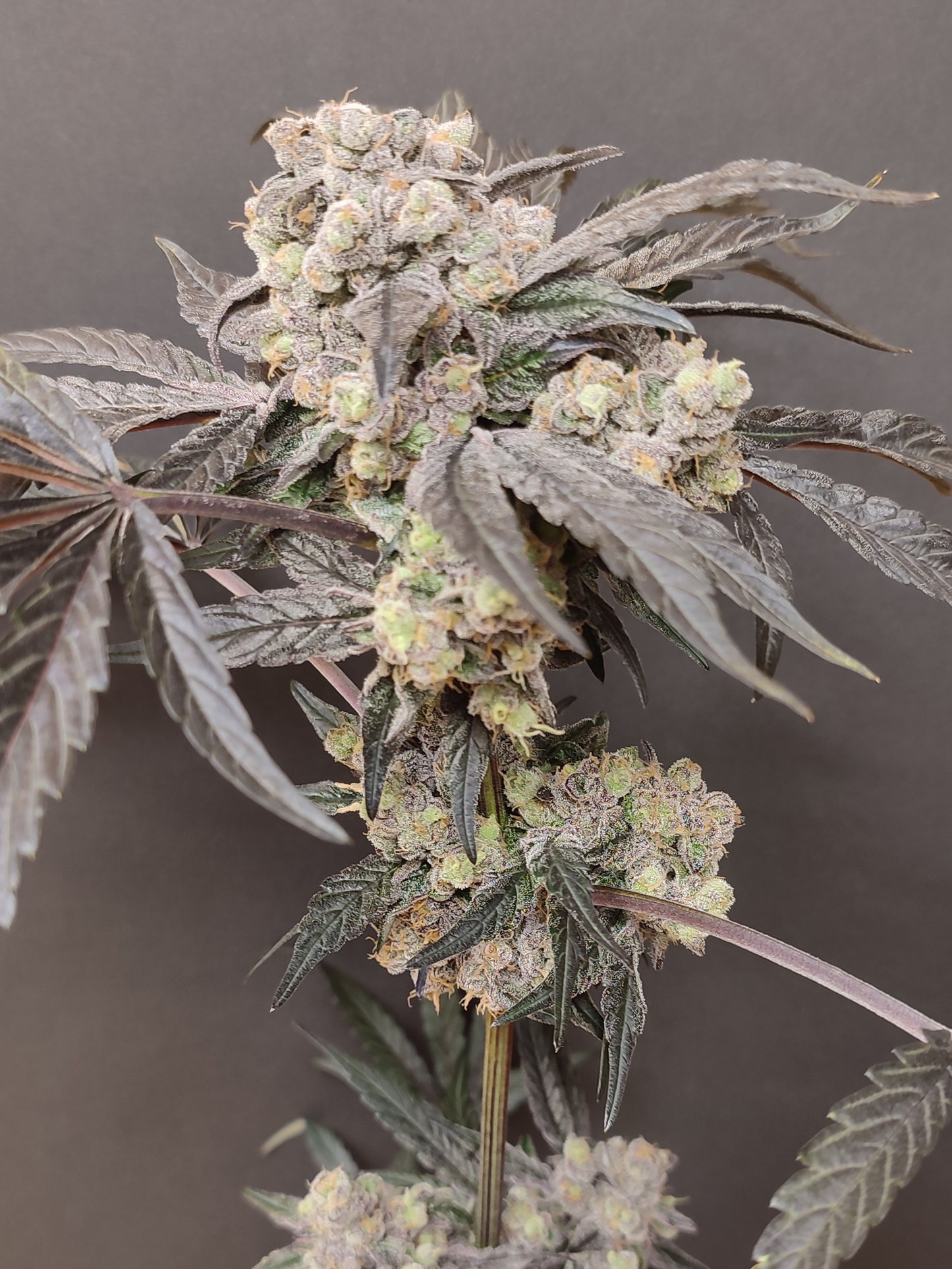 🌿  Seeds of Anarchy – The Epstein List (semillas feminizadas de Photoflower)