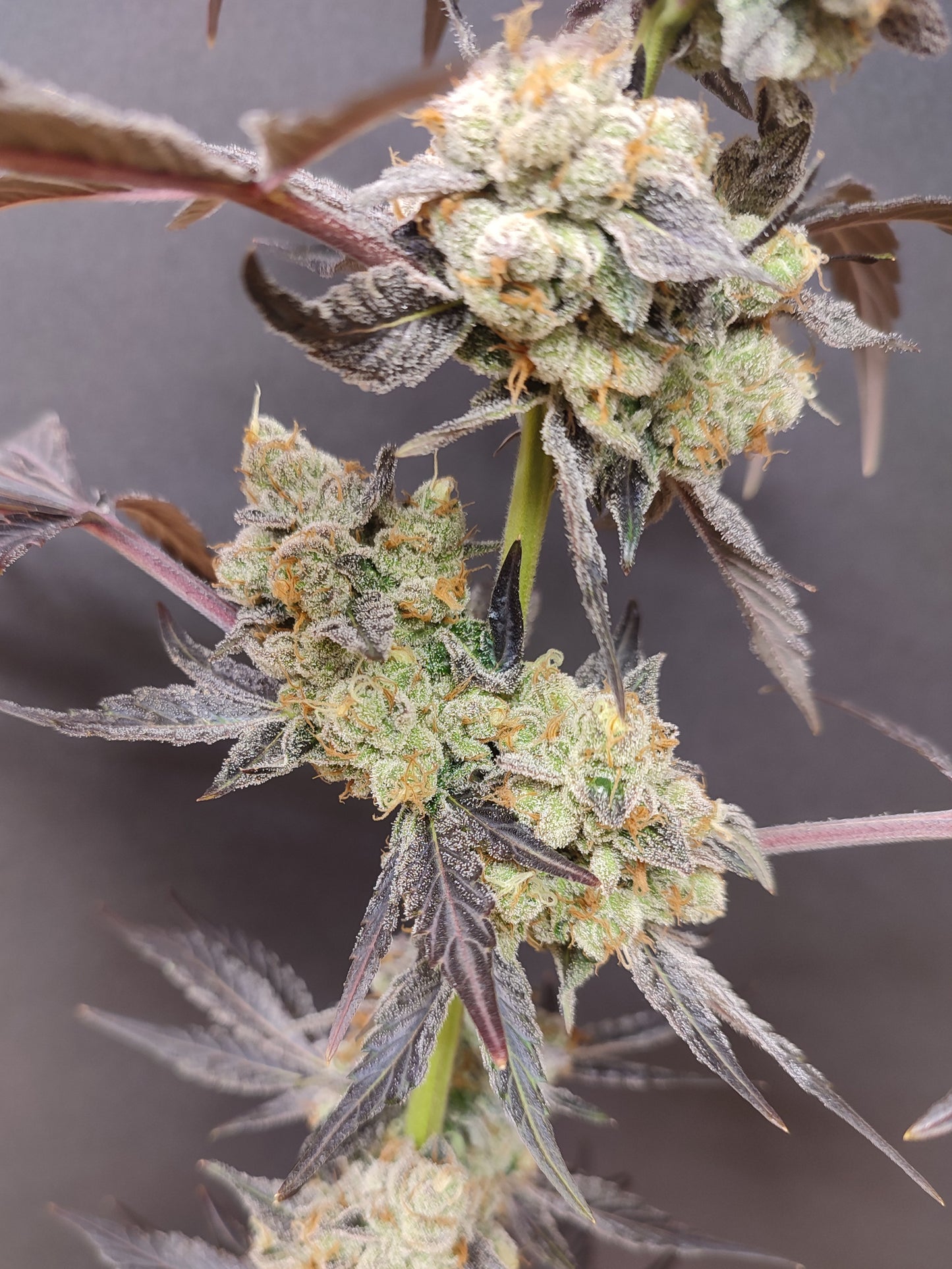 Spice of Life Seeds – Adventure Mix: Sweet Pink Grapefruit Edition