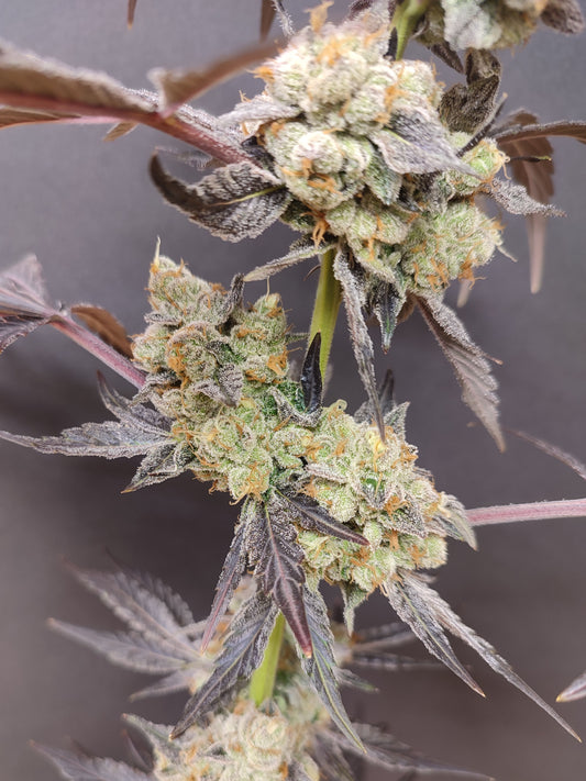 Spice of Life Seeds – Adventure Mix: Sweet Pink Grapefruit Edition