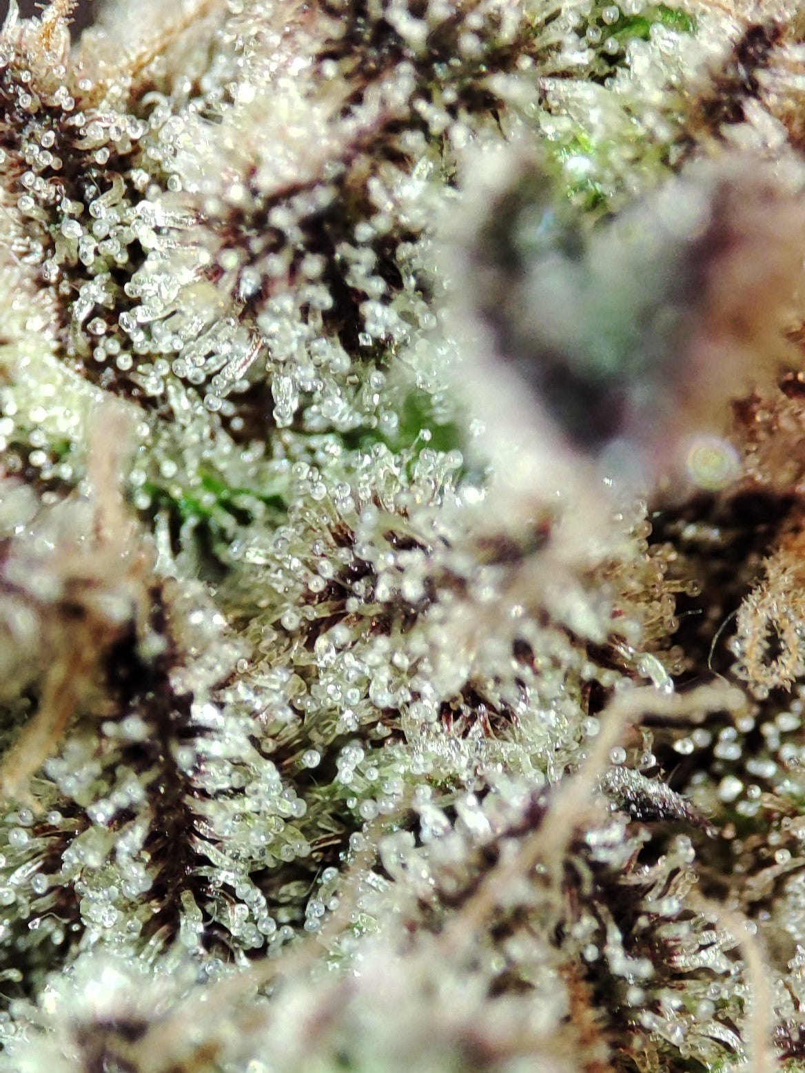 🌿 Seeds of Anarchy – Cabin Fever (feminized photoflower seeds)