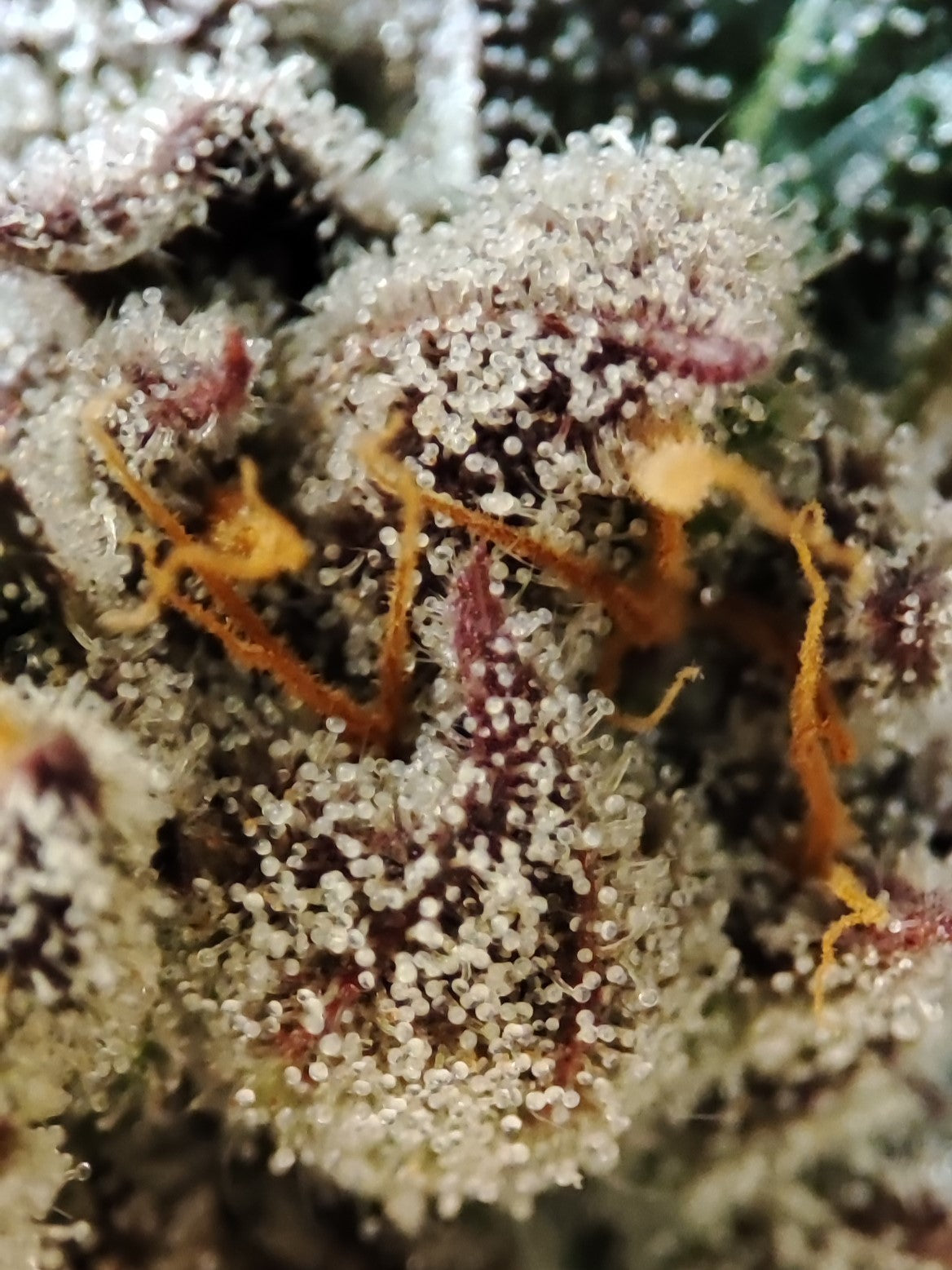 🌿 Seeds of Anarchy – Dancing Sprite (feminisierte Photoflower-Samen)