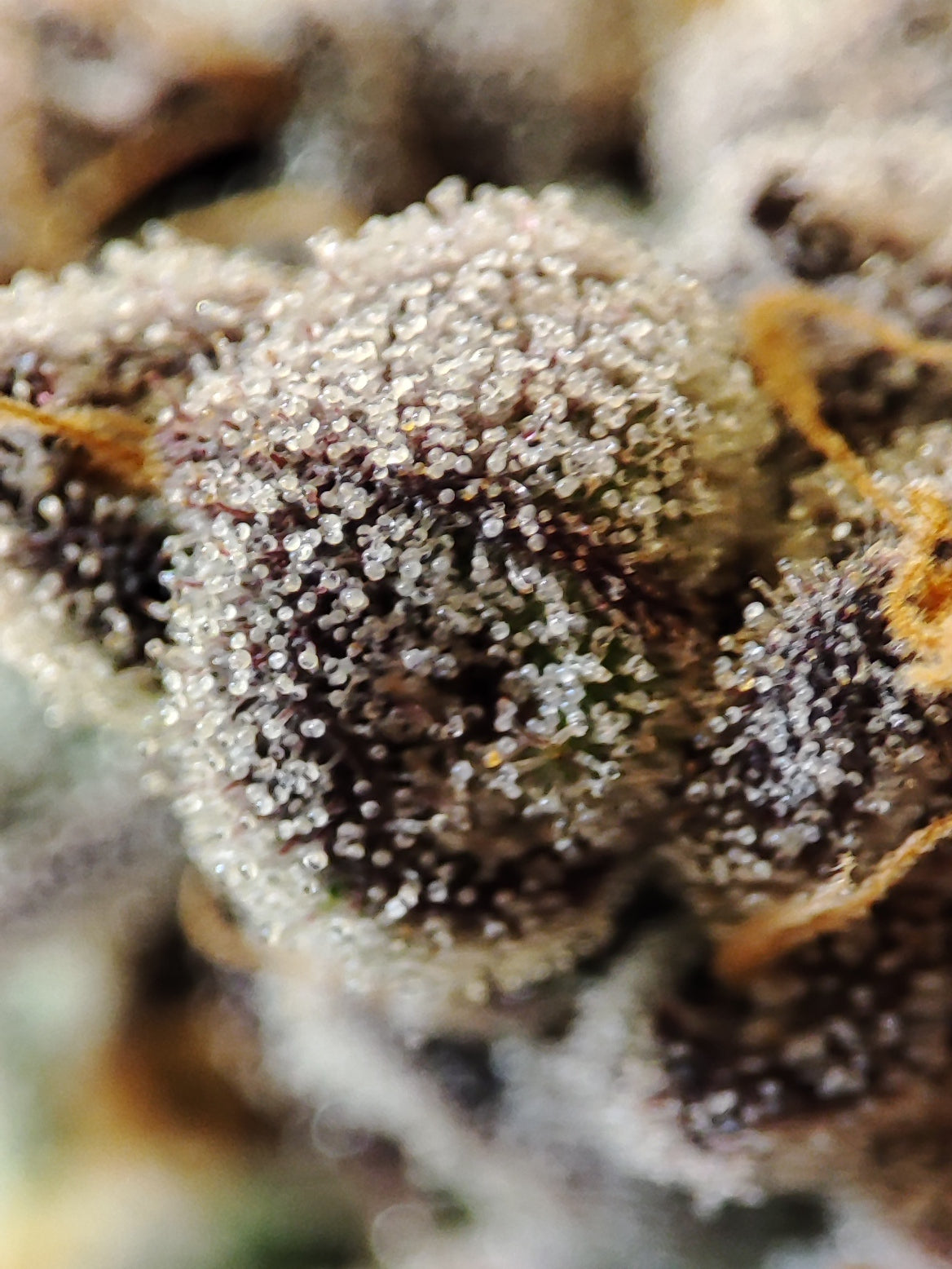 🌿  Seeds of Anarchy – The Epstein List (semillas feminizadas de Photoflower)