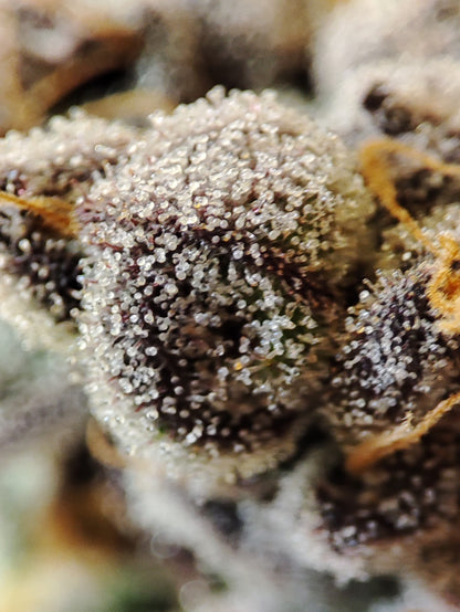 🌿  Seeds of Anarchy – The Epstein List (semillas feminizadas de Photoflower)