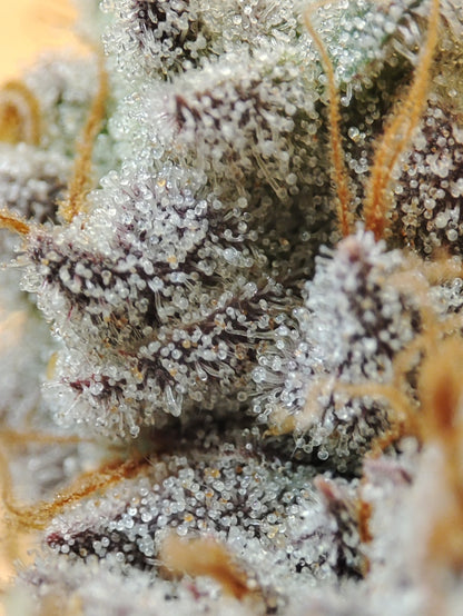 🌿 Seeds of Anarchy – Gorgona (semillas feminizadas de flores)