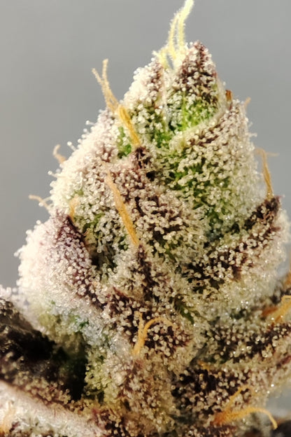 🌿 Seeds of Anarchy – Naughty Dawg (feminisierte Photoflower-Samen)