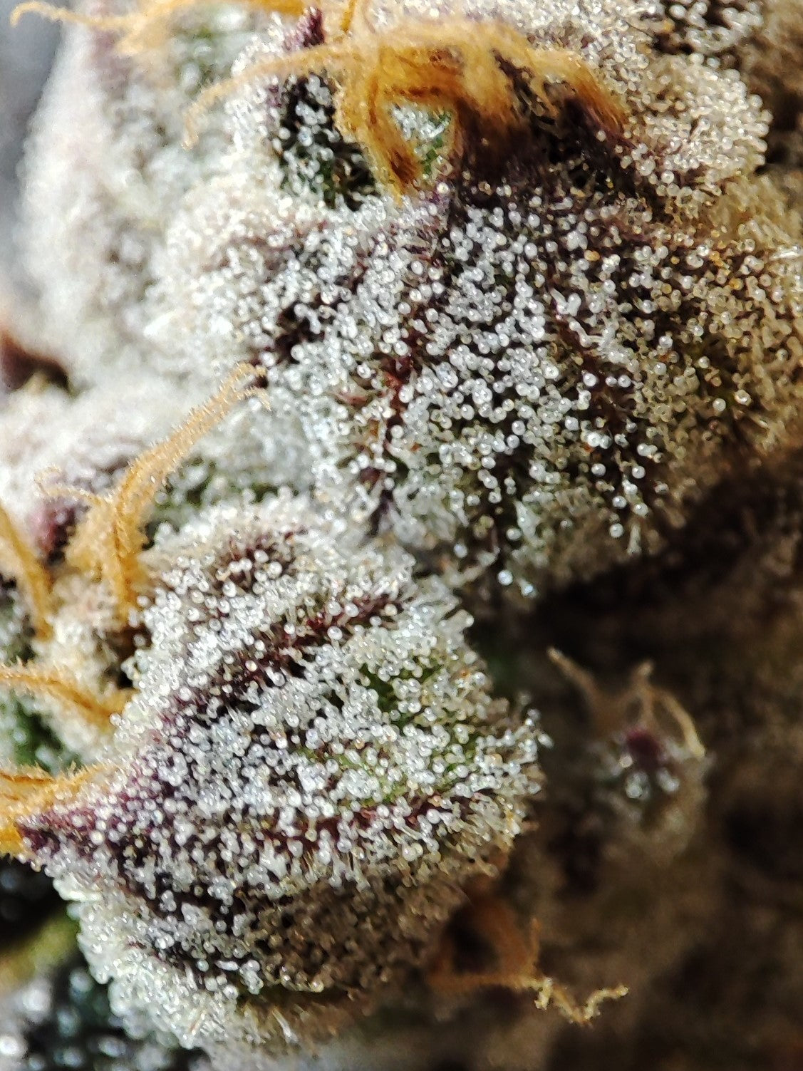 🌿 Seeds of Anarchy – Naughty Dawg (feminisierte Photoflower-Samen)