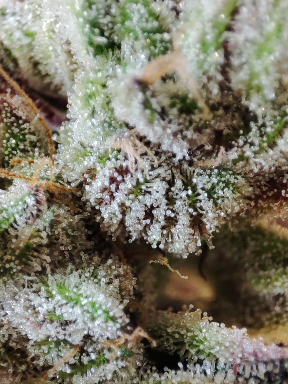 🌿 Seeds of Anarchy – Naughty Dawg (feminisierte Photoflower-Samen)