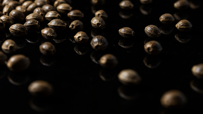 Cannabissamen, Cannabis Seeds, Hanfsamen, legal in Deutschland kaufen, legal bestellen US Genetik seeds