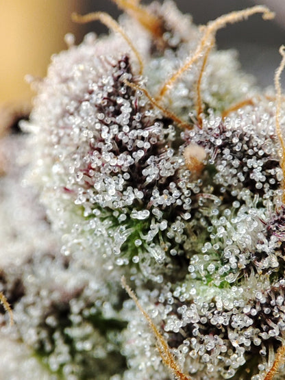 Spice of Life Seeds – Adventure Mix: Sweet Pink Grapefruit Edition