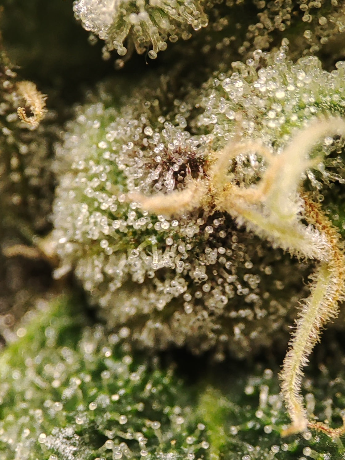 🌿 Spice of Life Seeds – Adventure Mix: Shishkaberry Edition (4 feminisierte Samen)