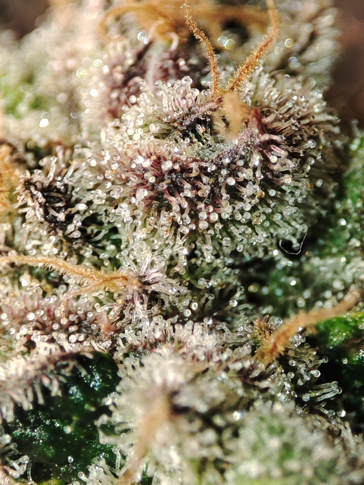 🌿 Spice of Life Seeds – Adventure Mix: Shishkaberry Edition (4 feminisierte Samen)