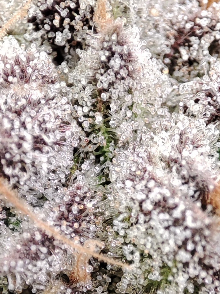 🌿 Seeds of Anarchy – Slurpicle (feminized photoflower seeds)