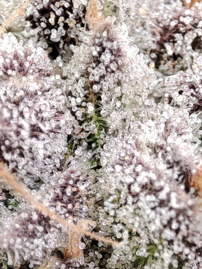 🌿 Seeds of Anarchy – Slurpicle (feminized photoflower seeds)