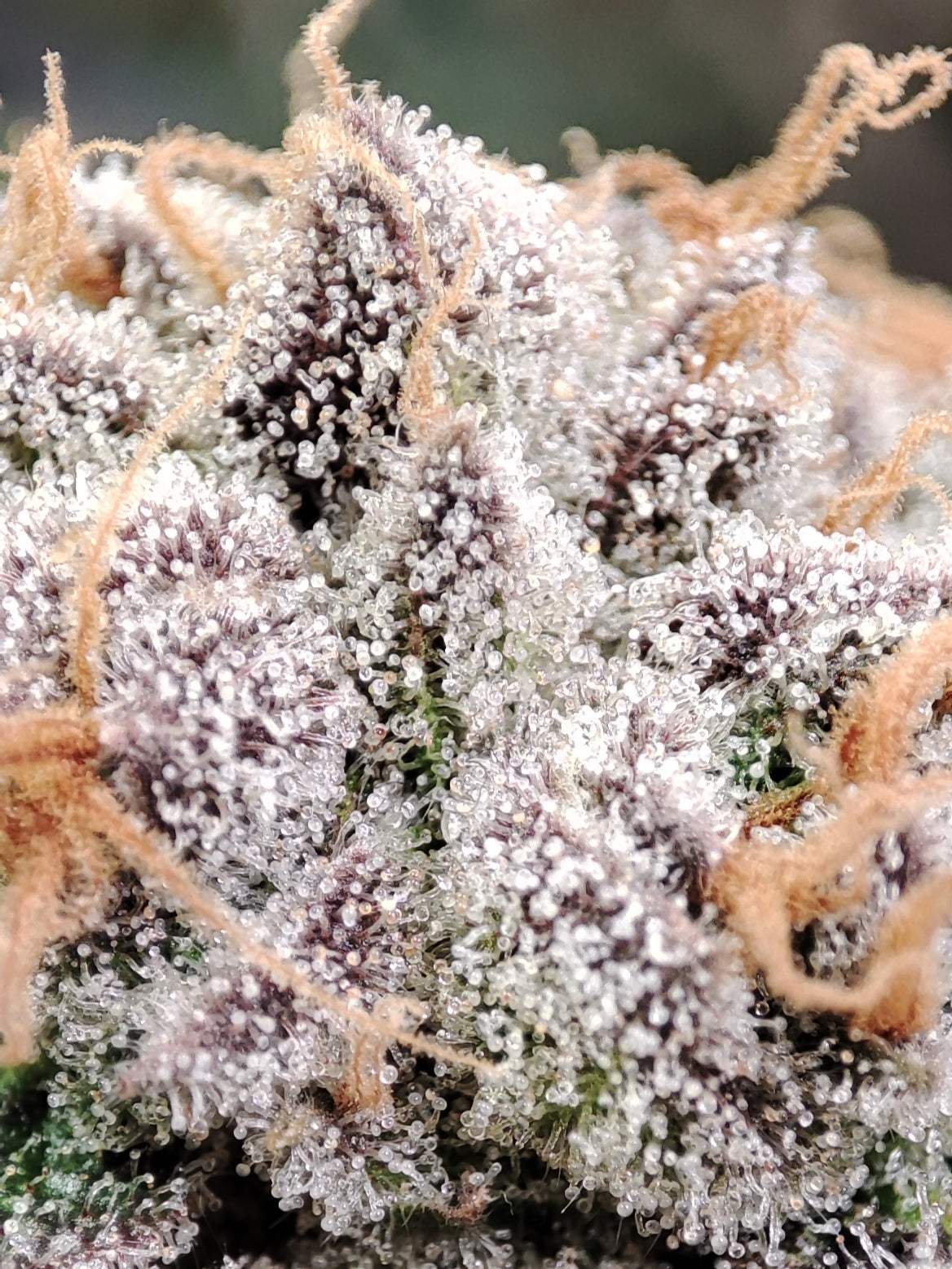 🌿 Seeds of Anarchy – Slurpicle (feminized photoflower seeds)