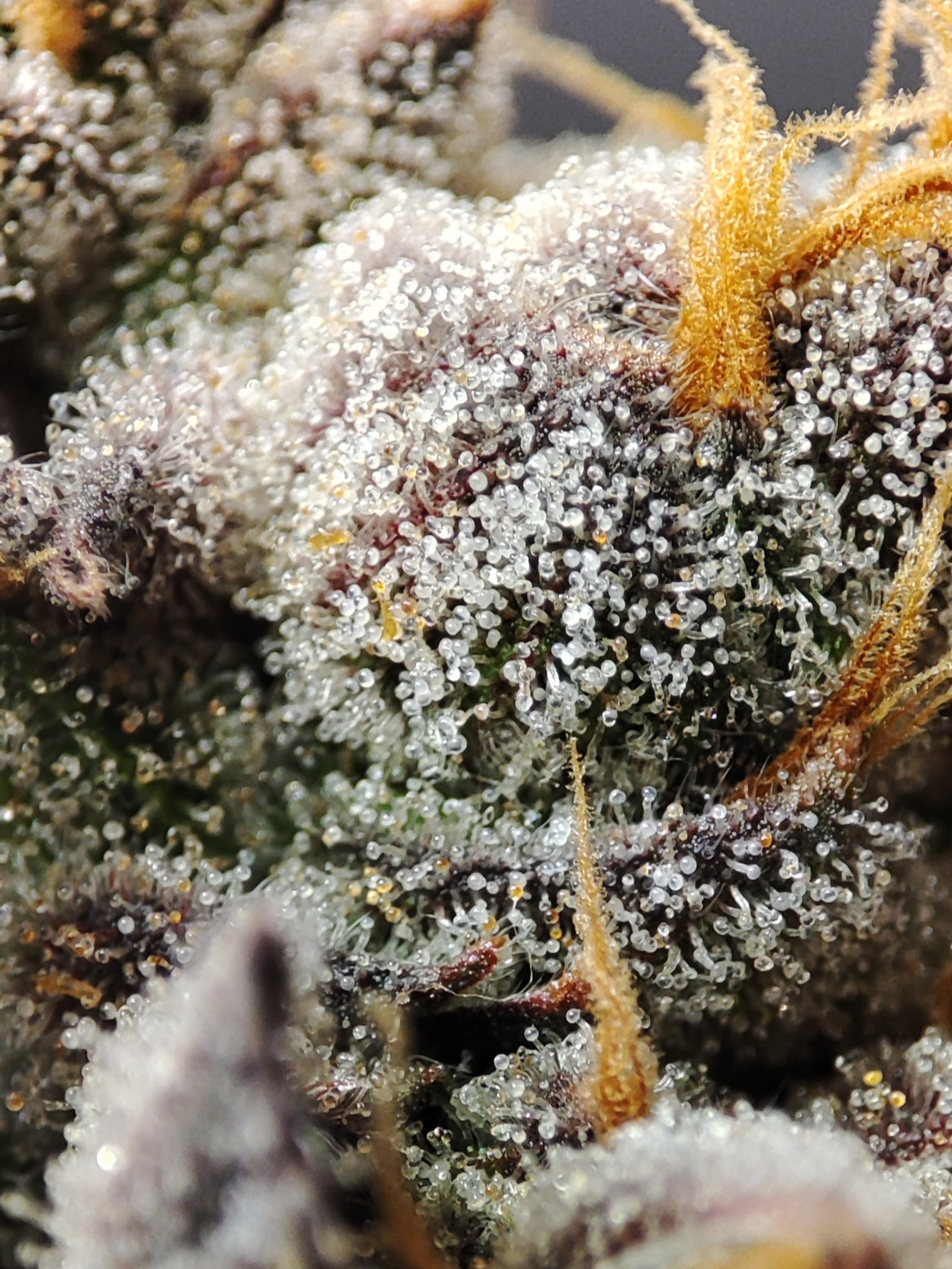 🌿 Seeds of Anarchy – Spritzade (feminized Photoflower seeds)