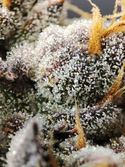 🌿 Seeds of Anarchy – Spritzade (feminized Photoflower seeds)