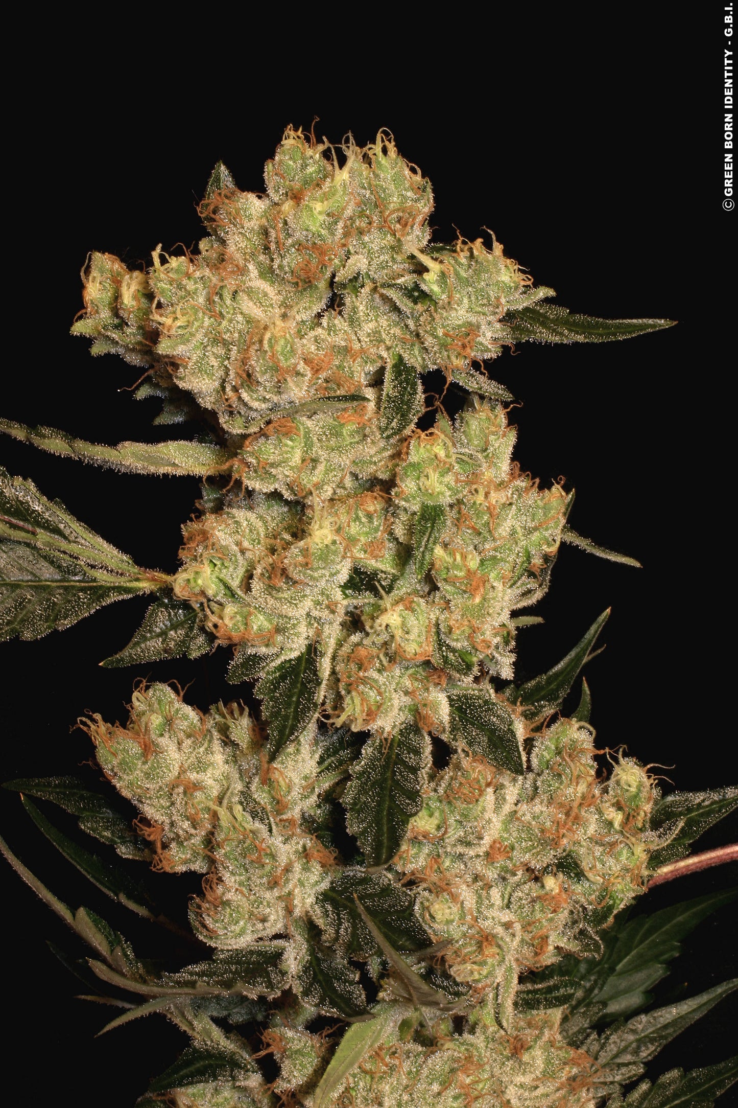 AK-47