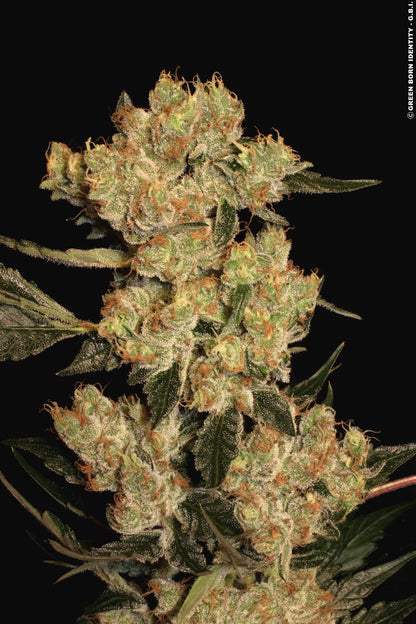 AK-47