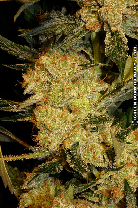 AK-47