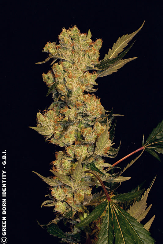 AK-47