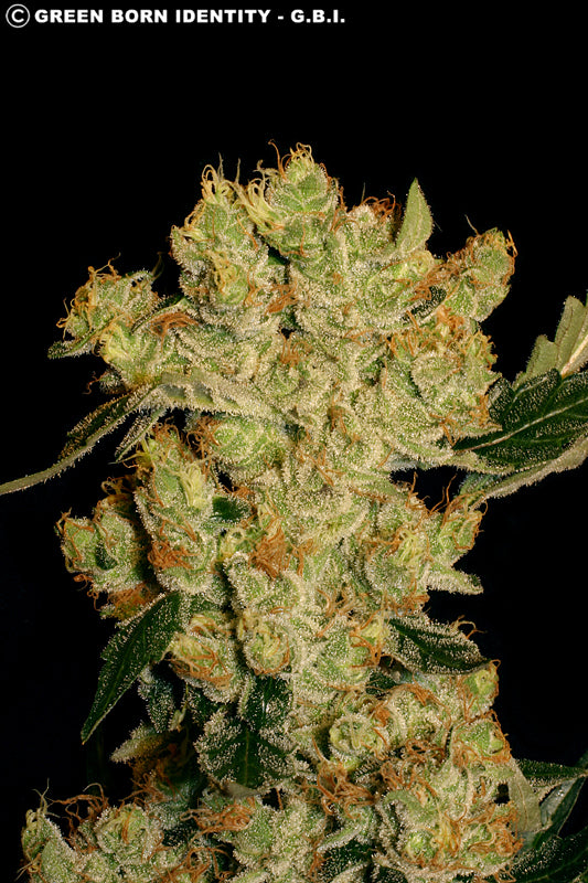 AK-47