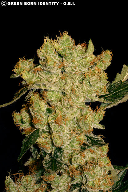AK-47