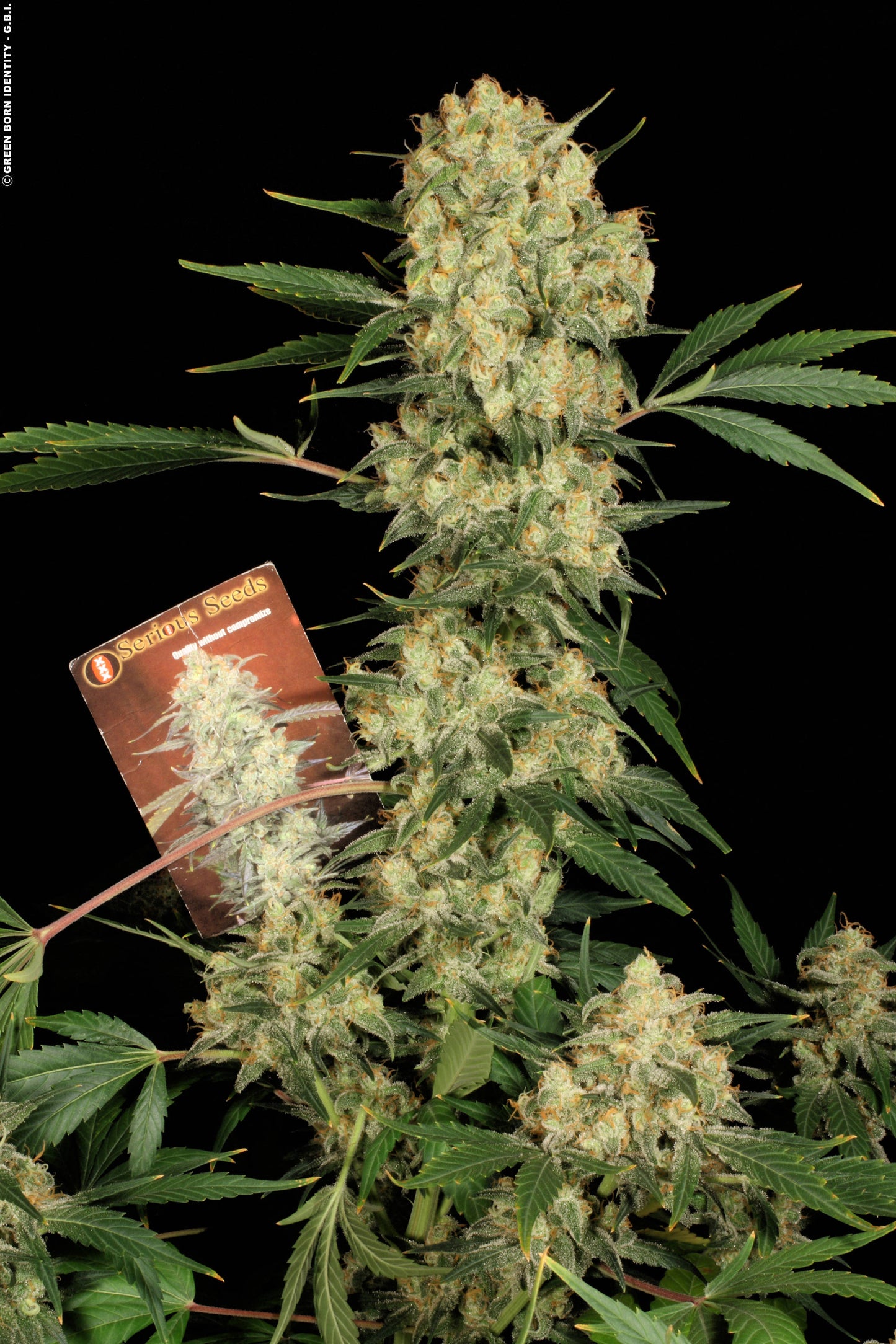 AK-47