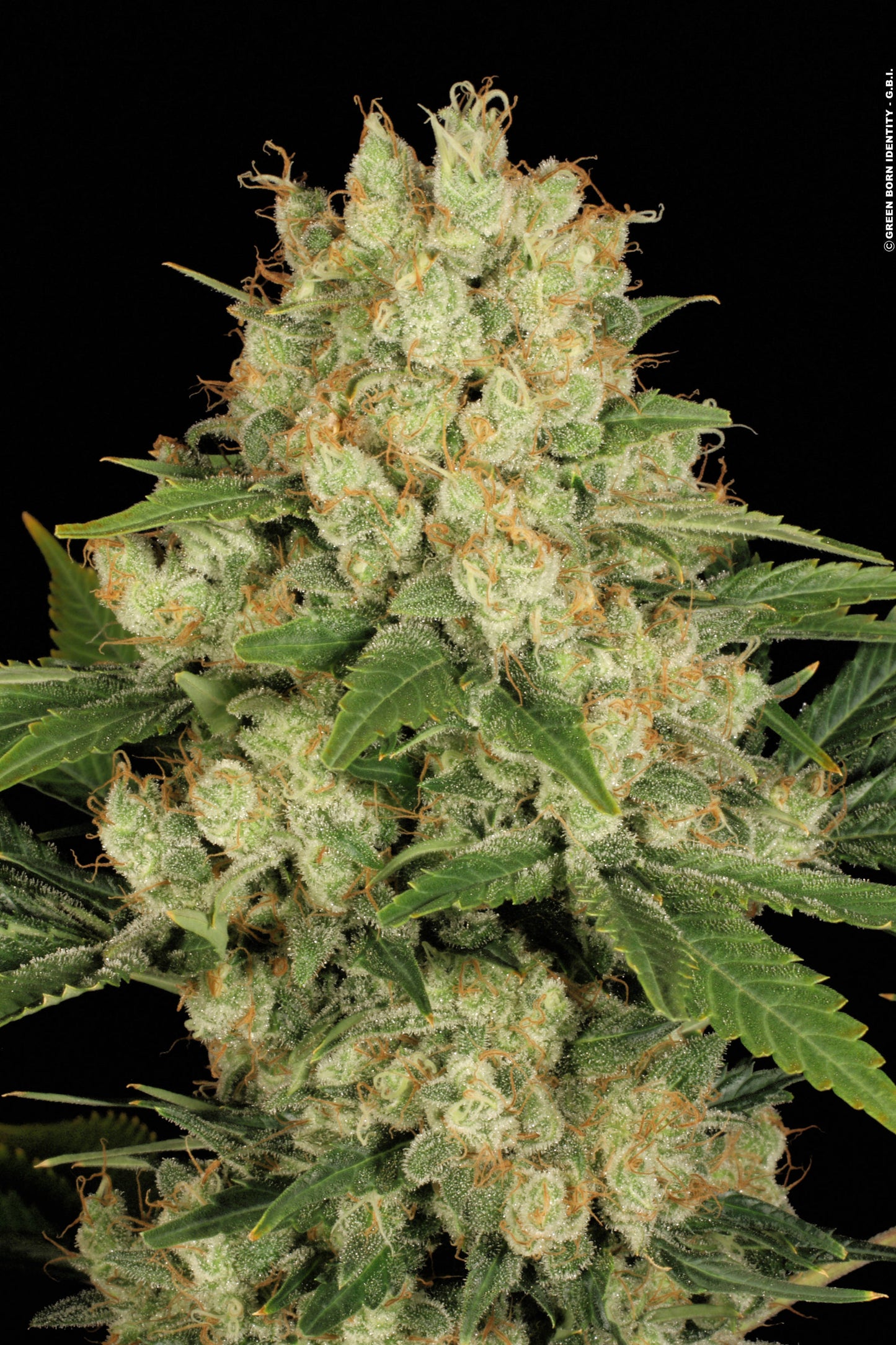 AK-47