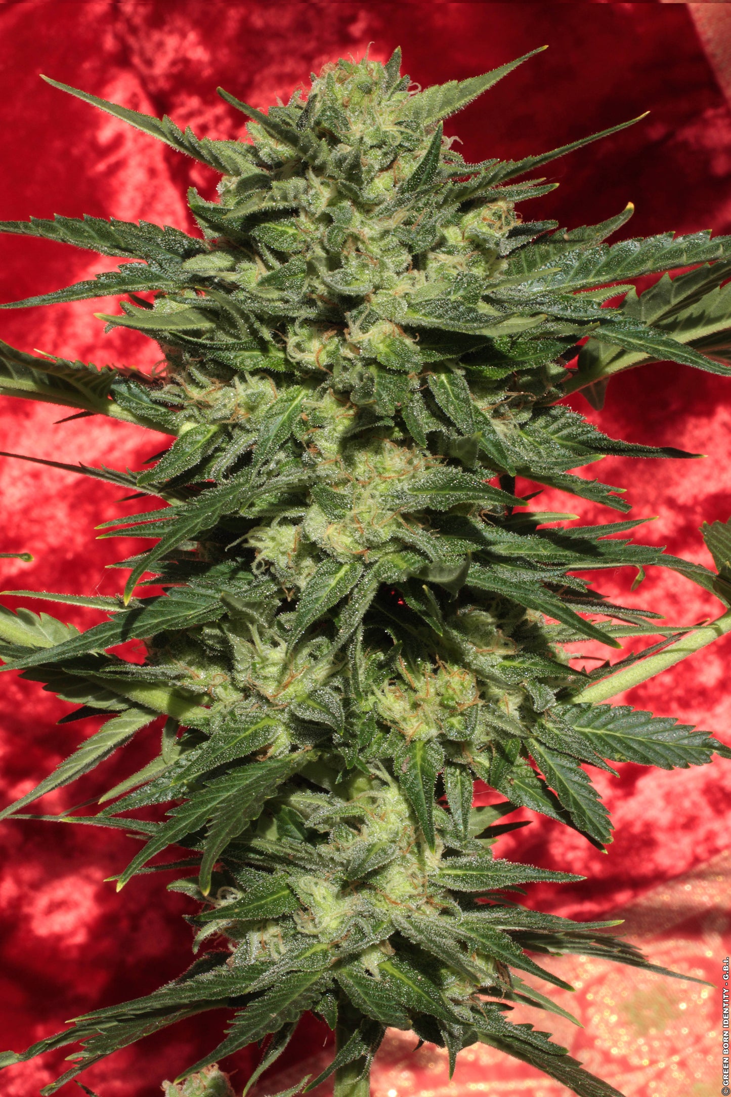 Auto White Russian