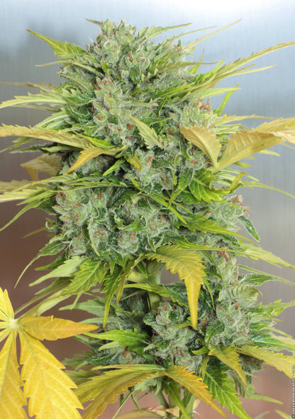 Auto White Russian