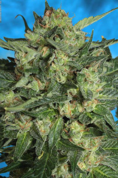 Auto White Russian