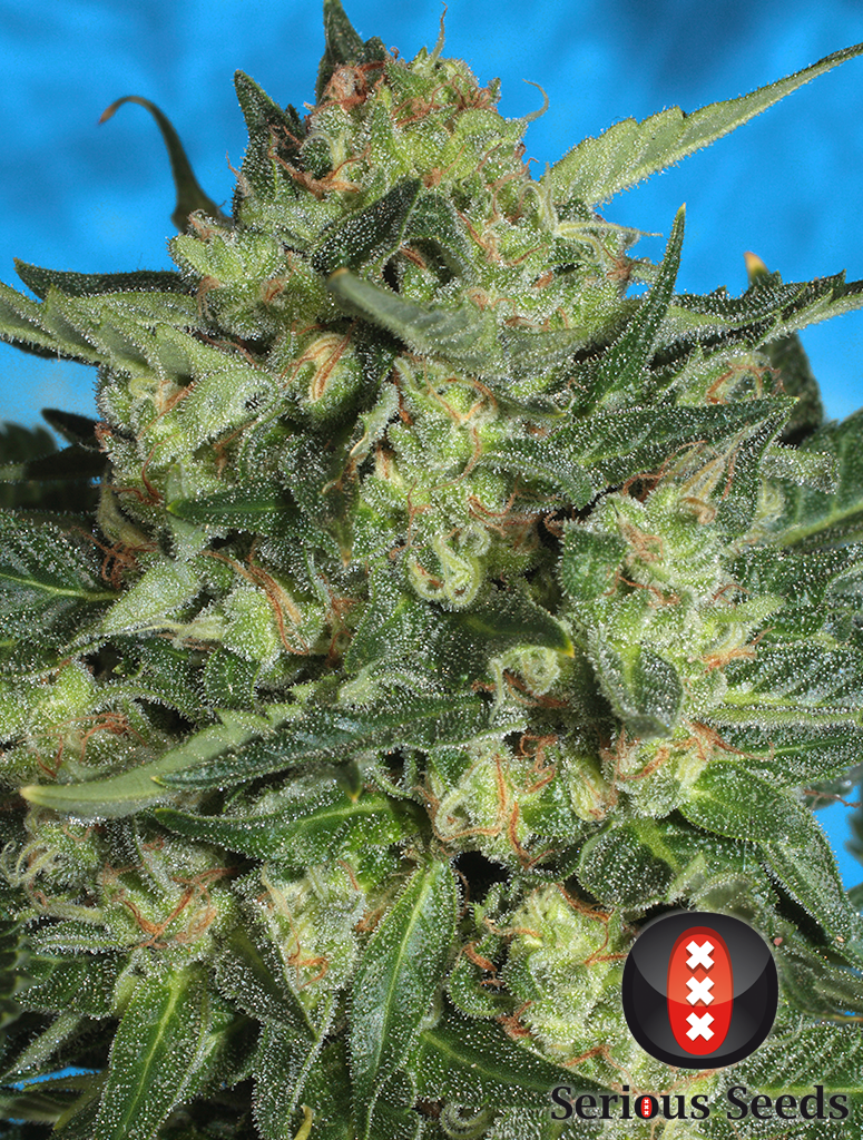 Auto White Russian