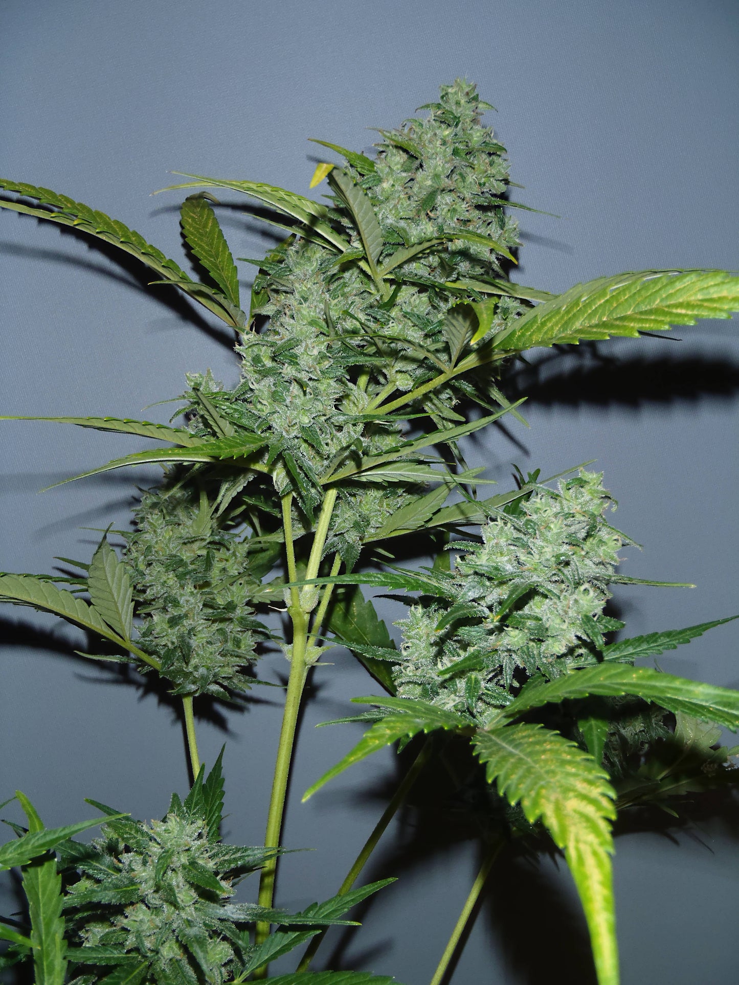 Auto White Russian