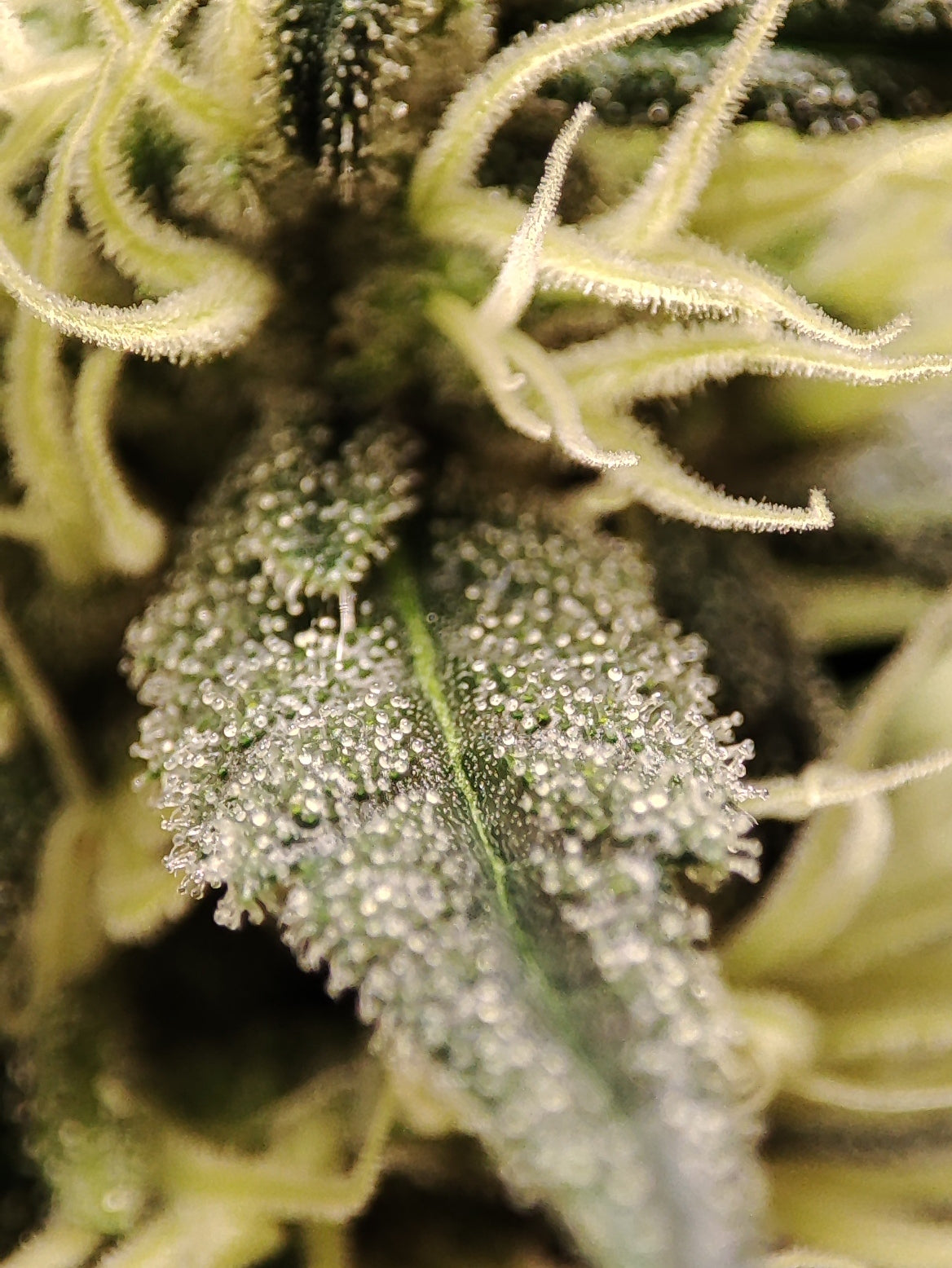 🌿 Seeds of Anarchy – Gunk (feminisierte Photoflower-Samen)