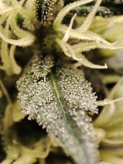 🌿 Seeds of Anarchy – Gunk (feminisierte Photoflower-Samen)