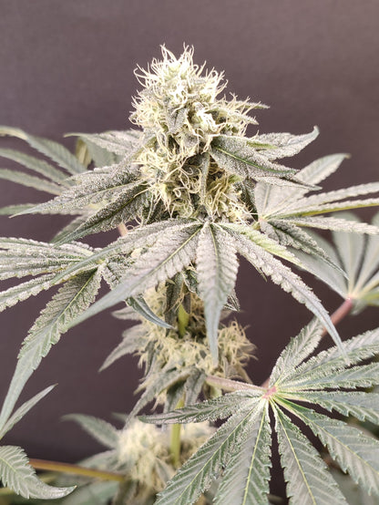 🌿 Seeds of Anarchy – Bullshit (feminisierte Photoflower-Samen)