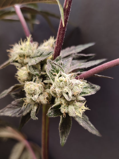 Spice of Life Seeds – Adventure Mix: Sweet Pink Grapefruit Edition