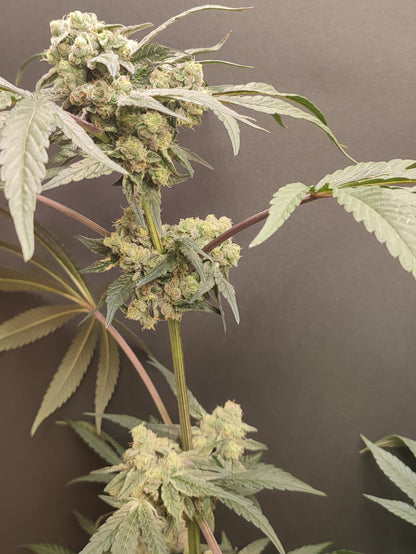 🌿 Seeds of Anarchy – The Epstein List (feminized Photoflower seeds)