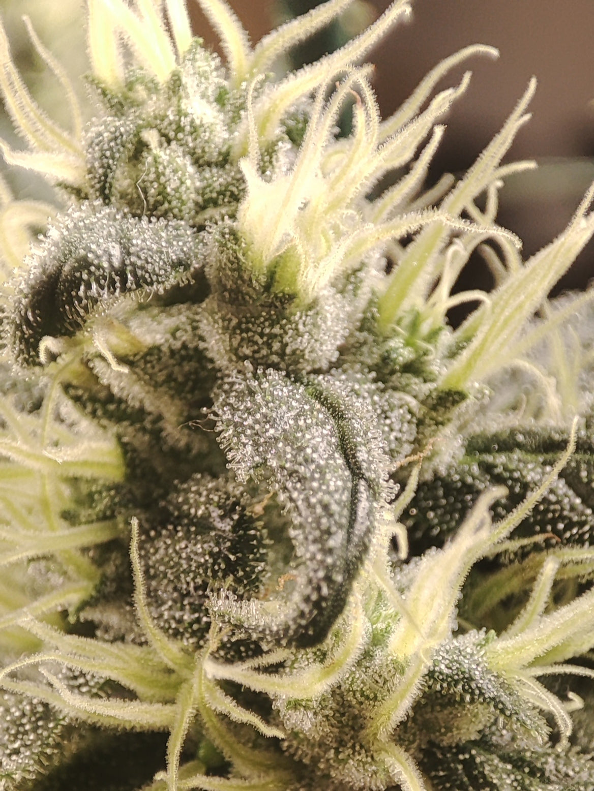 🌿 Seeds of Anarchy – Gunk (feminisierte Photoflower-Samen)