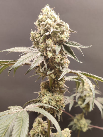 🌿 Seeds of Anarchy – Bullshit (feminisierte Photoflower-Samen)