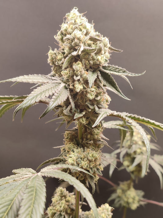 🌿 Seeds of Anarchy – Bullshit (feminized photoflower seeds)