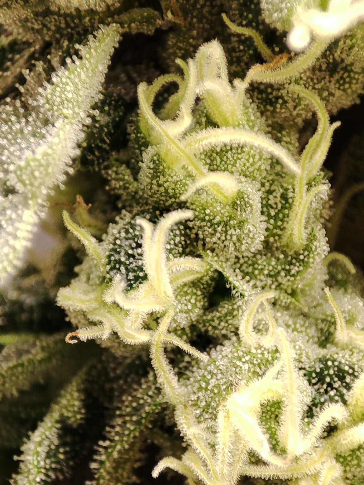 🌿 Seeds of Anarchy – The Epstein List (feminized Photoflower seeds)