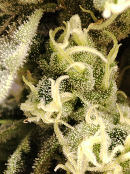 🌿 Seeds of Anarchy – The Epstein List (feminized Photoflower seeds)