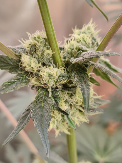 🌿 Seeds of Anarchy – The Epstein List (feminized Photoflower seeds)