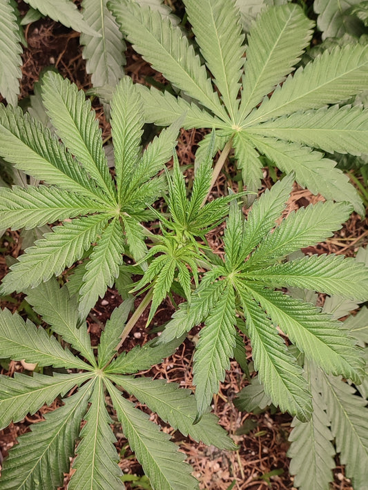 Sweet Pink Grapefruit Derivate Edition- Spice of Life Adventure Mix. Eine Cannabispflanze im Wuchs in Living Soil.