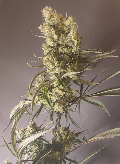 🌿 Seeds of Anarchy – Gunk (feminisierte Photoflower-Samen)