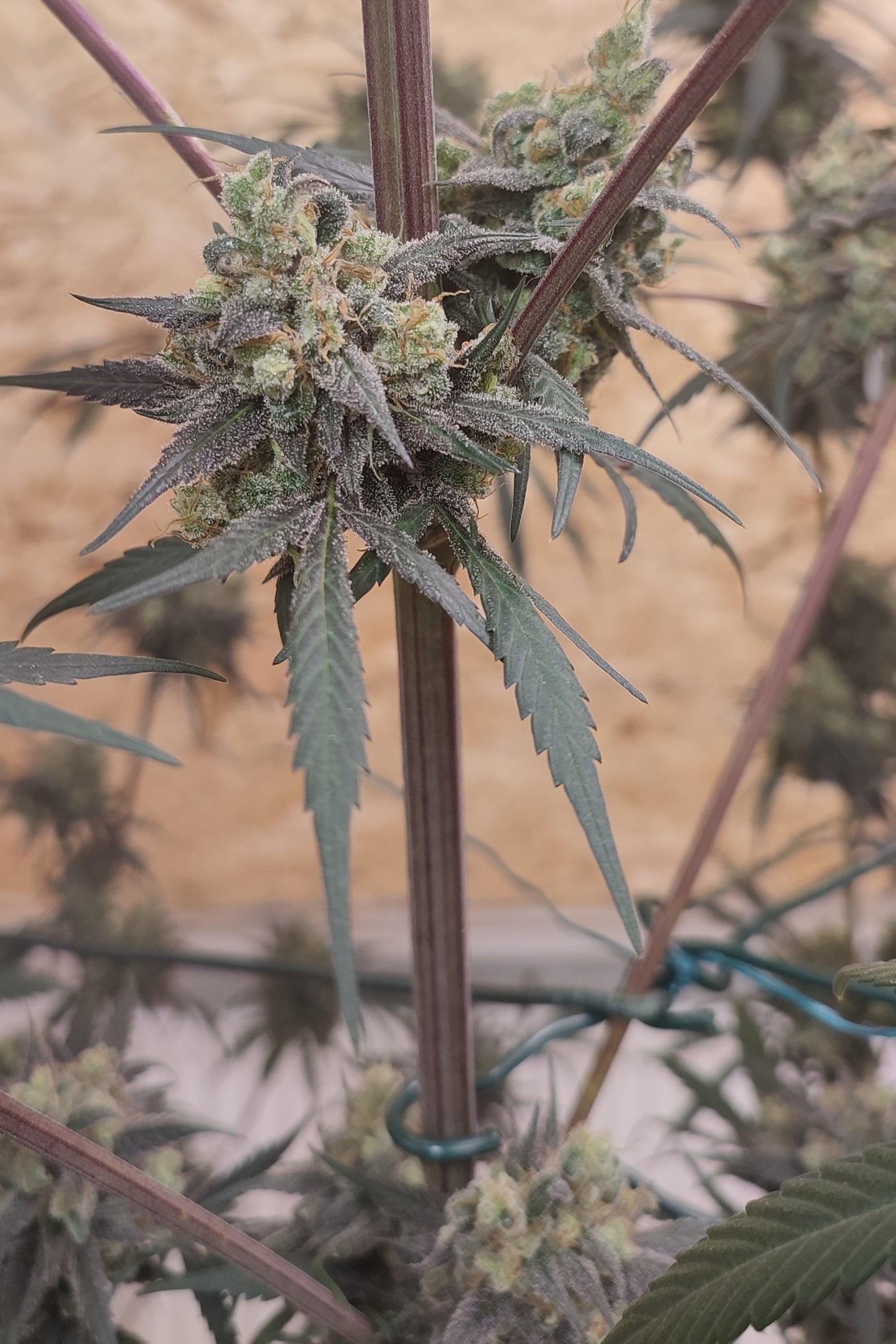 🌿 Seeds of Anarchy – Gunk (feminisierte Photoflower-Samen)